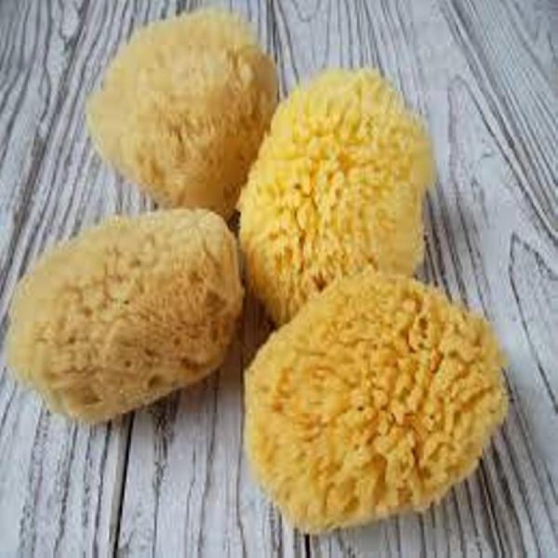 Buy Sea Sponge S x 3 Singapore