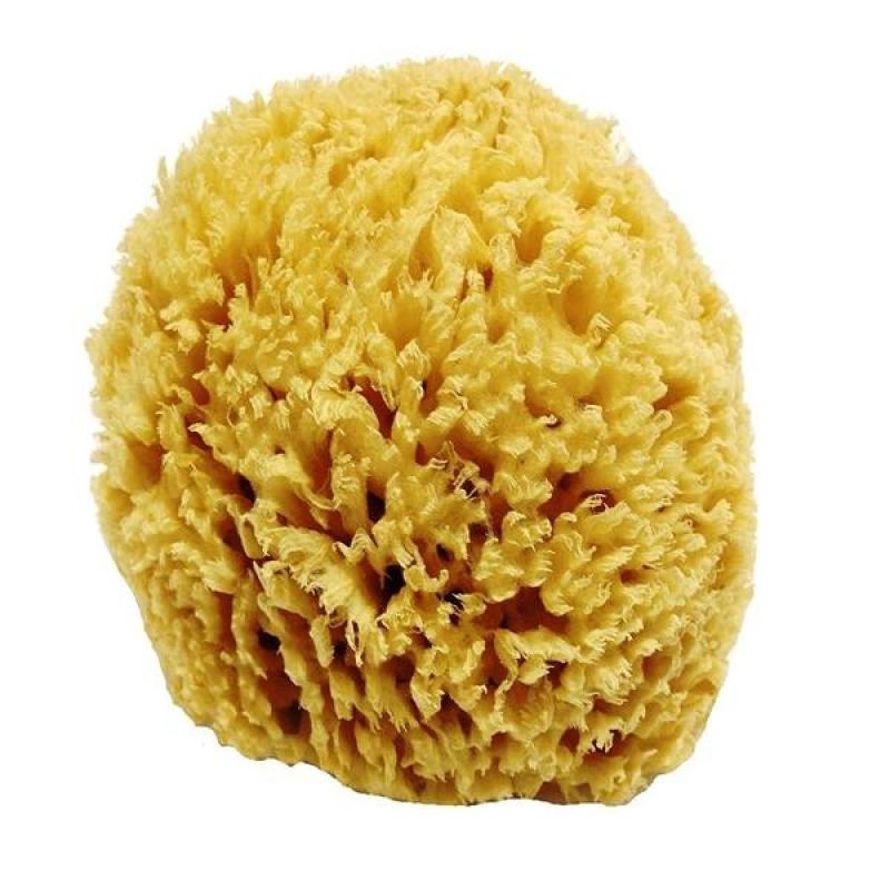 Buy Sea Sponge L Singapore