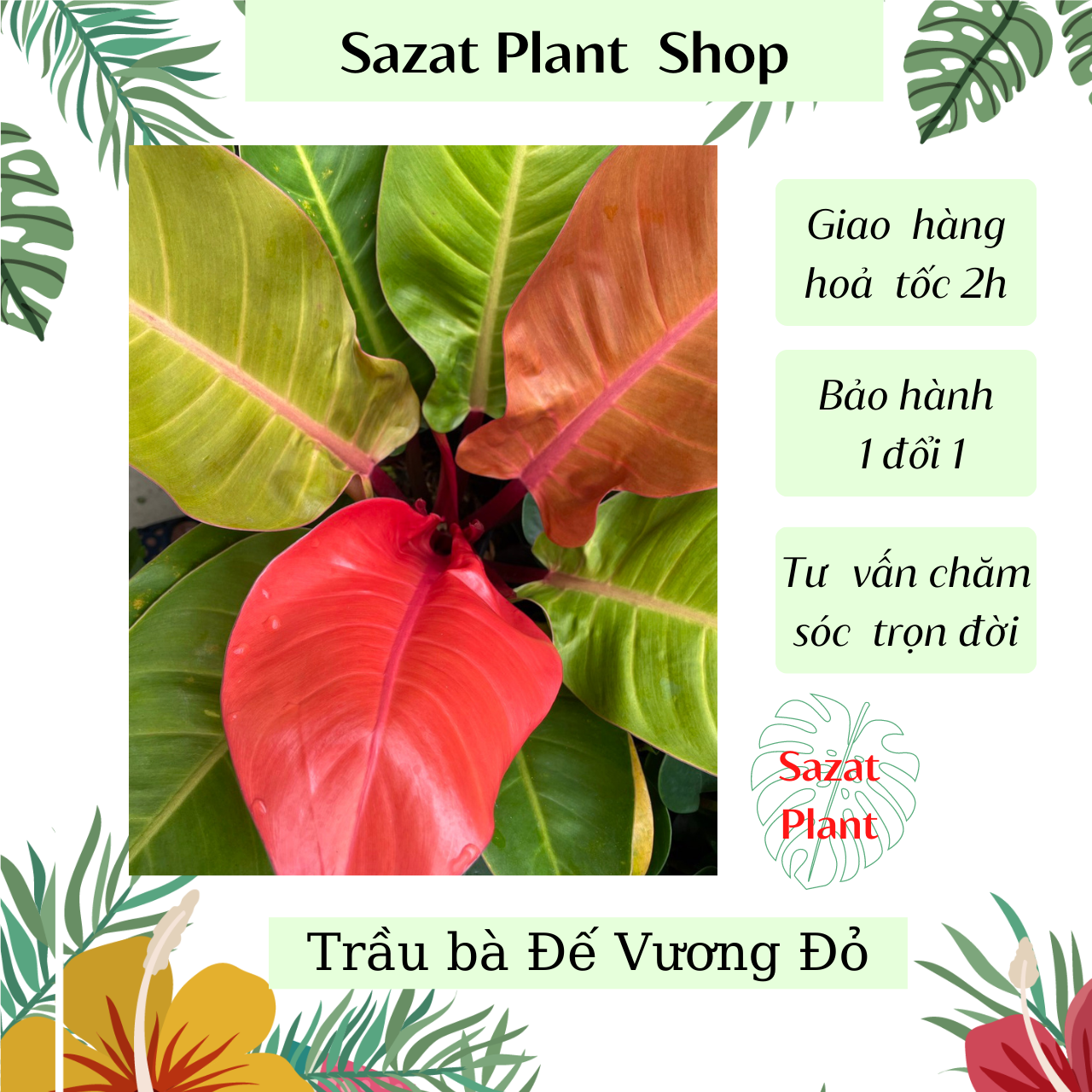 Cây Trầu bà Đế Vương Đỏ, Philodendron RED Imperial, cao 25-45cm, cây cảnh, kiểng lá phong thủy để bàn trồng trong nhà văn phòng, cây xanh Nhà Phố, Sazat plantt.