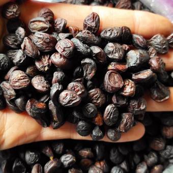 hạt dổi rừng tây bắc loại 1