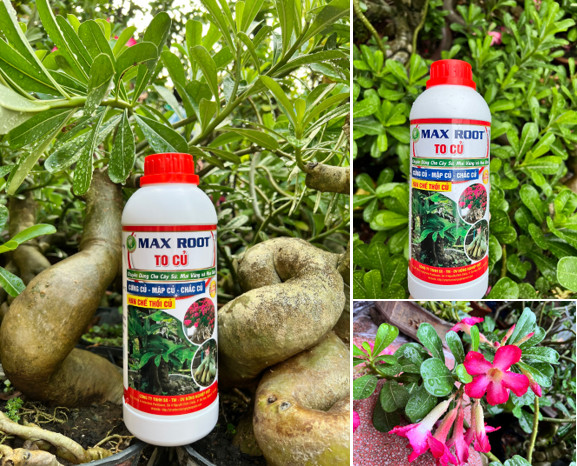 Phân bón to củ chuyên dùng cho max root chai 1 lít - giúp to củ, cứng củ, mập củ, chắc củ, hạn chế thối củ