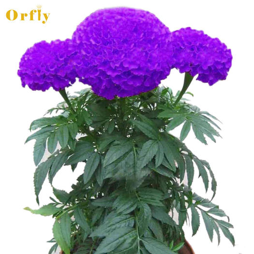 Một túi 100 hạt cúc vạn thọ màu tím trồng trong trang trại