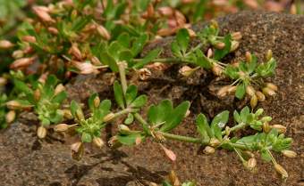 Rau đắng đất phơi khô 1 ký