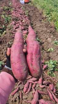 Khoai Lang NH.ÂT. Ruột V.àng - Hàng Tuyển Loại 1 - Bở - Ngọt ( VIDIEO ẢNH THẬT )