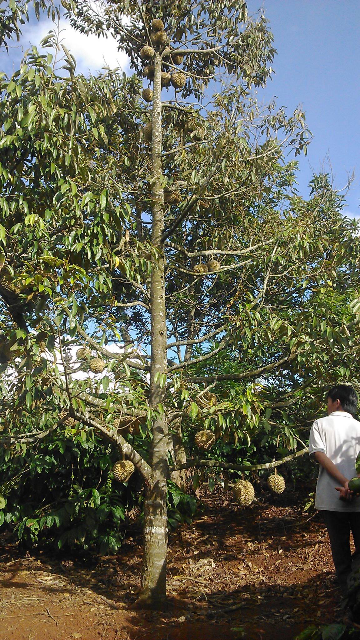 Cây giống sầu riêng chuồng bò. .