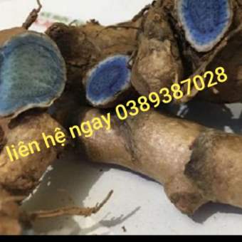 nghệ xanh đen đậm,1kg,tươi