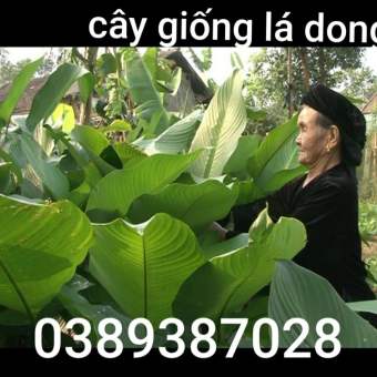 cây giống lá dong,1 bụi