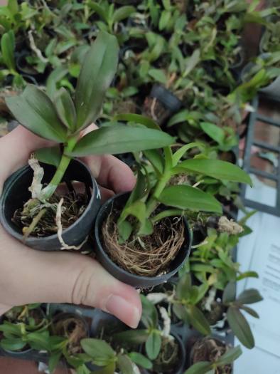 PHi điệp ám mắt đỏ tân lạc hòa bình