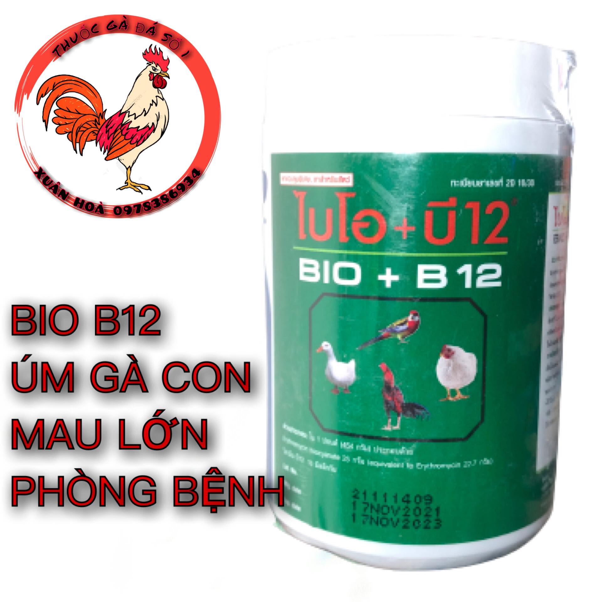 Úm Gà Con số 1 thế giối phòng dịch gà con gà đá