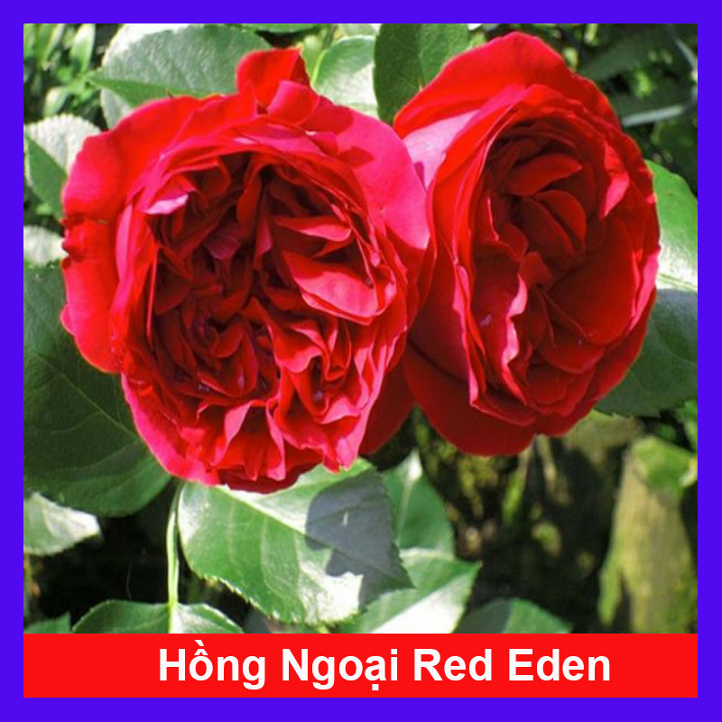 Hồng Ngoại Red Eden - cây cảnh sân vườn