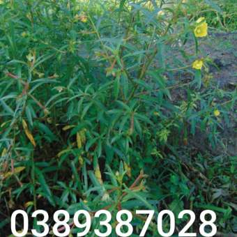 hạt giống cây rau mương,300 hạt