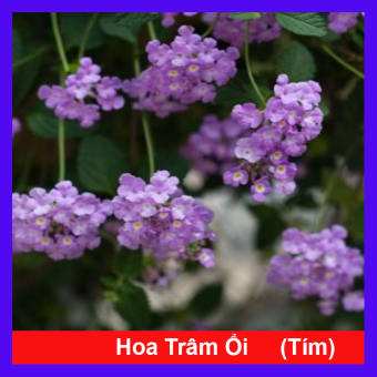 Cây Hoa Trâm Ổi Tím - Cây cảnh sân vườn