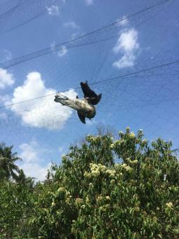 2 tay 30m mắt 7p cao 5.2m 5 dây 4 túi ( tổng 60m) lưới bẫy tất cả các loại chim như: chào mào , cu gáy , cu ngói , cu đất , hoành hoạch , rẽ giun , rẽ que ..... lưới cước thái lan đã nhuộm tàng hình màu đen