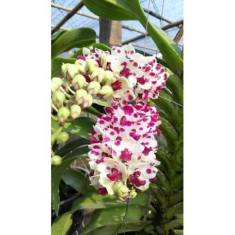 hoa phong lan đai châu bò sữa ( cây cao 50cm)