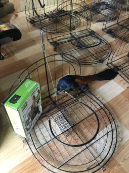 bộ bẫy bìm bịp gồm loa thẻ , mẹt 1 mặt bà bìm bịp giả