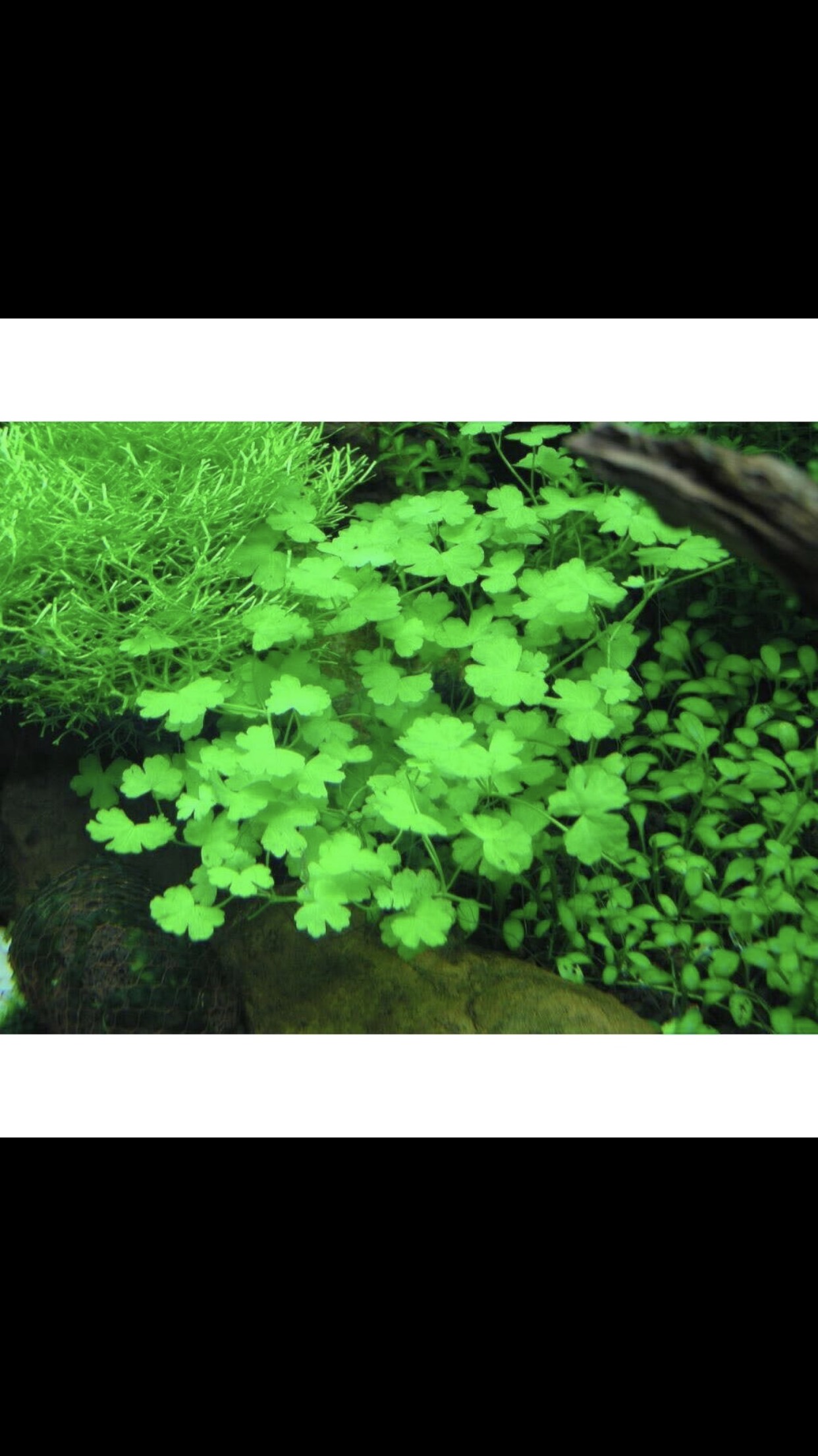 Hạt giống thủy sinh (Cây Cỏ Trái Tim)