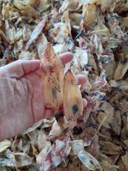 Khô mực chuối, thịt ngon ngọt trắng, khô tươi ngon chất lượng, Vựa Khô Chú Chín