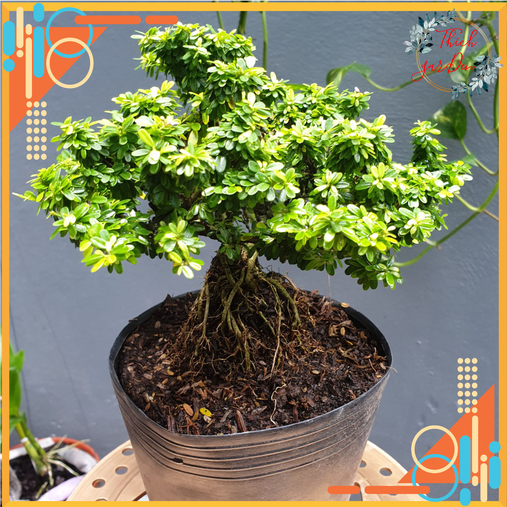 Bonsai mini linh sam hạt gạo đã làm đế - cây bonsai mini - cây phong thủy - cây để bàn