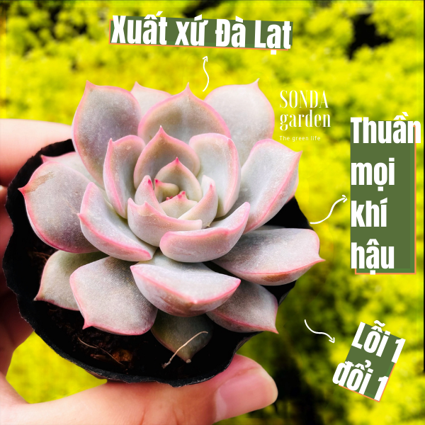 SEN ĐÁ HỒNG CÁNH CỨNG SIZE BÉ KHỎE ĐẸP LỖI 1 ĐỔI 1