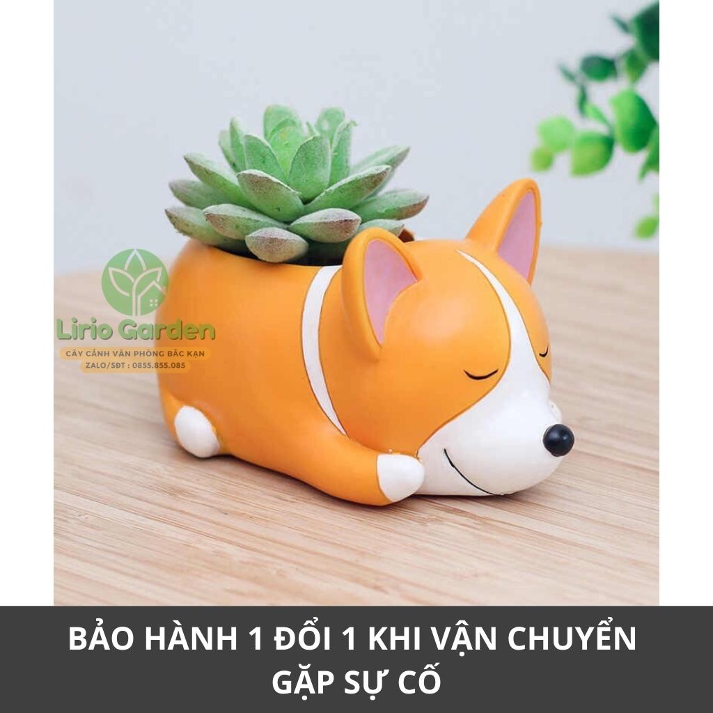 Cây sen đá kèm chậu chú chó corgi vàng