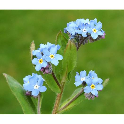 1Kg Trà hoa lưu ly (trà salem tím)