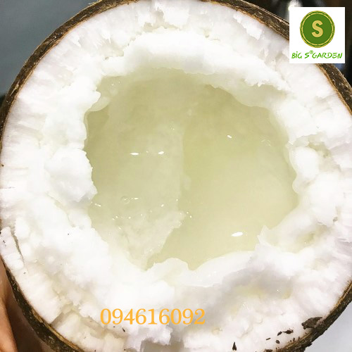 Dừa sáp đặc ruột và Mứt dừa Sáp- Nhiều loại- freeship 15k đơn 40k