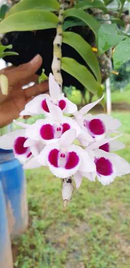 PHi điệp ám mắt đỏ tân lạc hòa bình