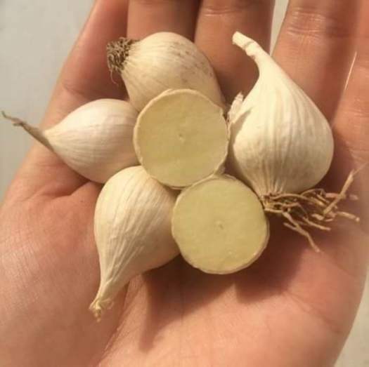500Gr Tỏi Cô Đơn Lý Sơn/ Tỏi Một Tép Đặc Sản Lý Sơn Quảng Ngãi|Đặc Biệt Loại To
