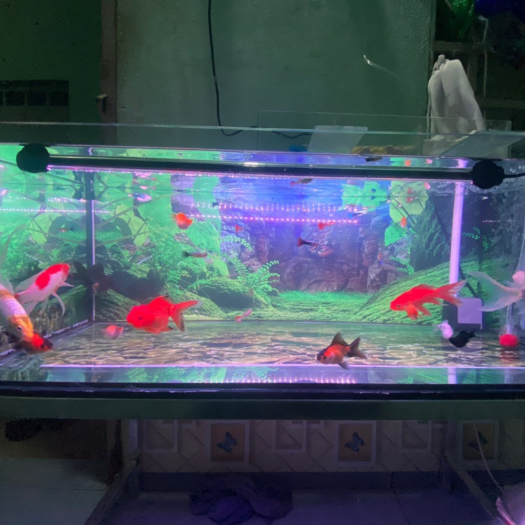 Đèn bể cá cảnh 30cm - 80cm giúp đỏ cá không đỏ nước