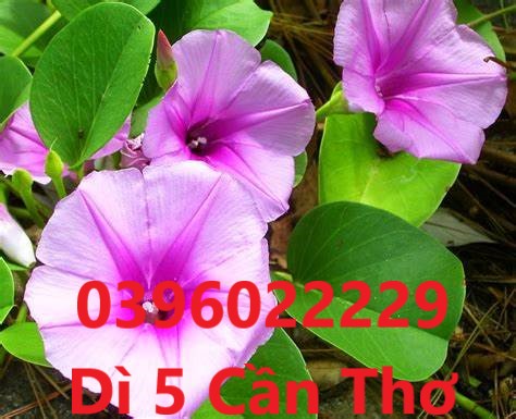 Rau muống biển phơi khô 1 ký