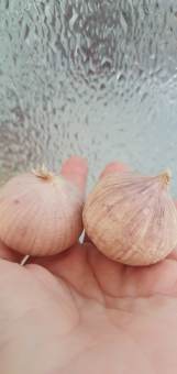 Tỏi cô đơn củ to - 1kg - Tỏi chuyên dùng làm tỏi đen