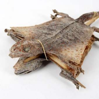 sỉ toàn quốc 4 con tắc kè khô