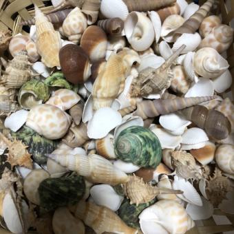 Vỏ ốc biển nhiều loại, trang trí nhà cửa, quà tặng dễ thương