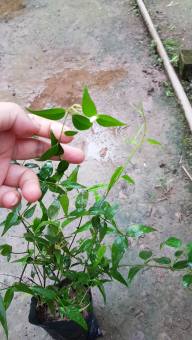 3 cây chè vằng sẻ chuẩn giống 🎋🎋 MUA 3 TẶNG 1 🎋🎋 Với đơn thanh toán trước