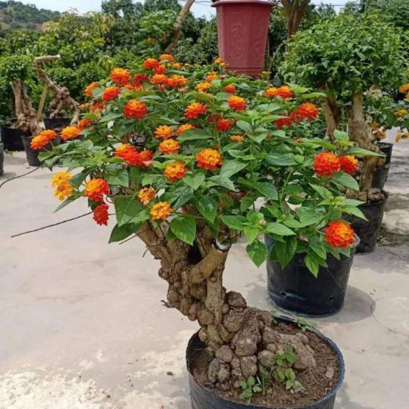 Cây hoa ngũ sắc nhiêu màu trồng bịch nhánh xum xuê hoa rực rỡ - hoa trâm ổi