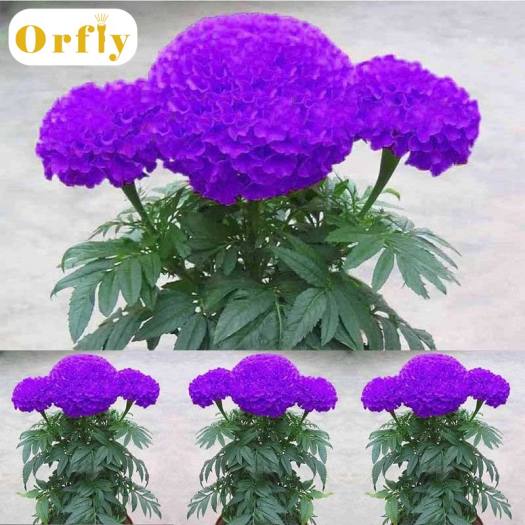 Một túi 100 hạt cúc vạn thọ màu tím trồng trong trang trại