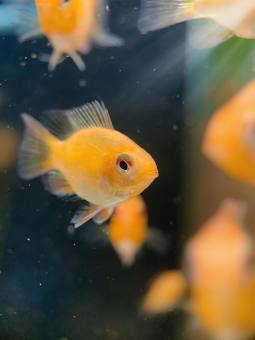 Phượng Hoàng Vàng trang trí bể thủy sinh