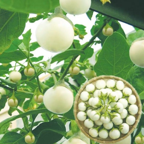 Hạt giống cà pháo trắng trái nhỏ f1 hương nông - gói 1g