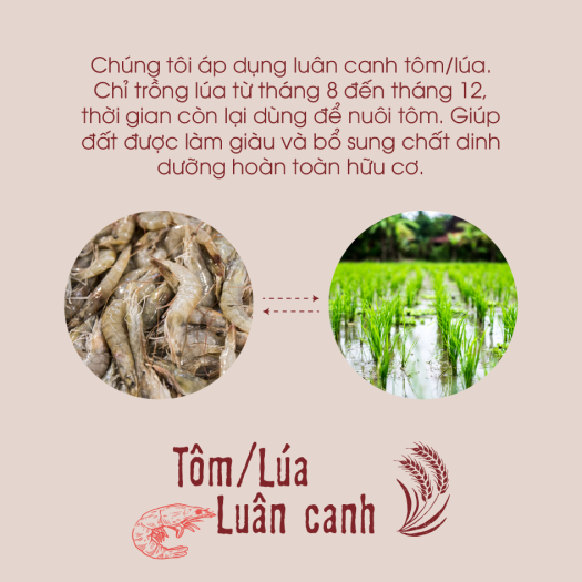 Gạo lứt đỏ ăn kiêng 100% hữu cơ - ECOBA Huyết Rồng 1kg - Mềm bùi dễ ăn -  Đạt chứng nhận hữu cơ quốc tế in trên hộp