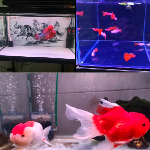 Đèn bể cá cảnh 30cm - 80cm giúp đỏ cá không đỏ nước