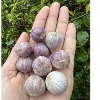 Tỏi Cô Đơn size nhỏ [1KG] Tỏi nhí, tỏi mồ côi, tỏi một nhánh - thực phẩm khô, thảo mộc khô