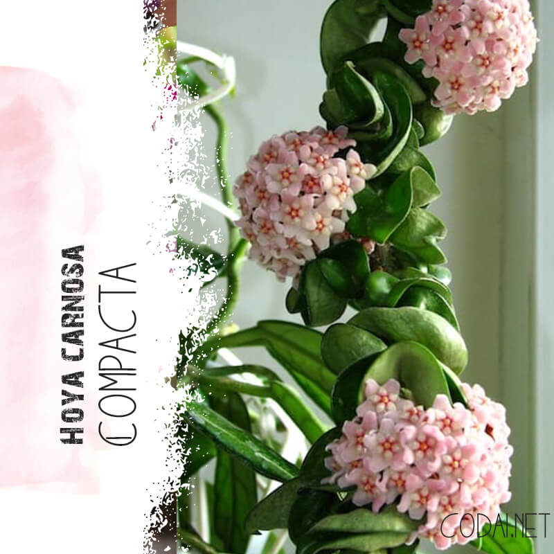 Cây Hoya carnosa Compacta