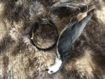 thòng dây bẫy quốc và quốc giả mồi bơm keo