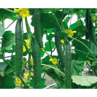 Hạt Giống Dưa Chuột Nhật F1 - Hạt giống Dưa Leo Nhật