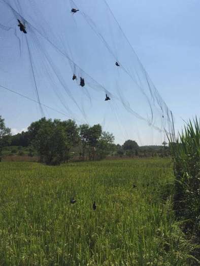 Lưới tàn hình 5 phân 20m bẫy chim trao trảo, chào mào, cu tiểu, chòe, khướu