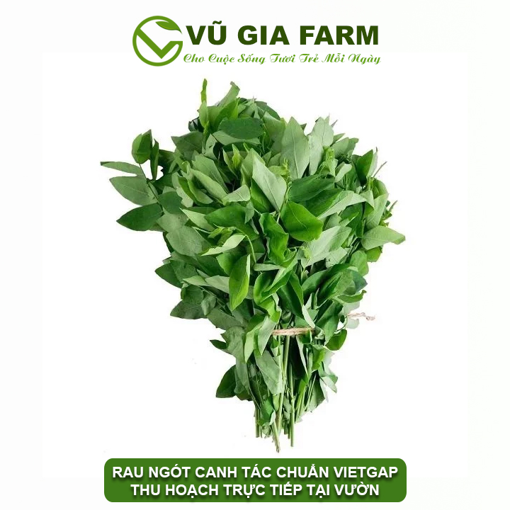 Vg farm rau ngót đà lạt lâm đồng