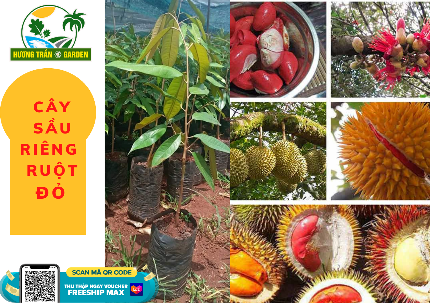 Cây giống sầu riêng ruột đỏ malaisi nhập khẩu cây chuẩn f1 được mệnh danh là vua của các loại sầu riêng