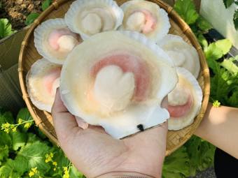 Giá Sỉ 1Kg Sò Điệp Nhật Nửa Mảnh ( 8 con ~ 10 con )