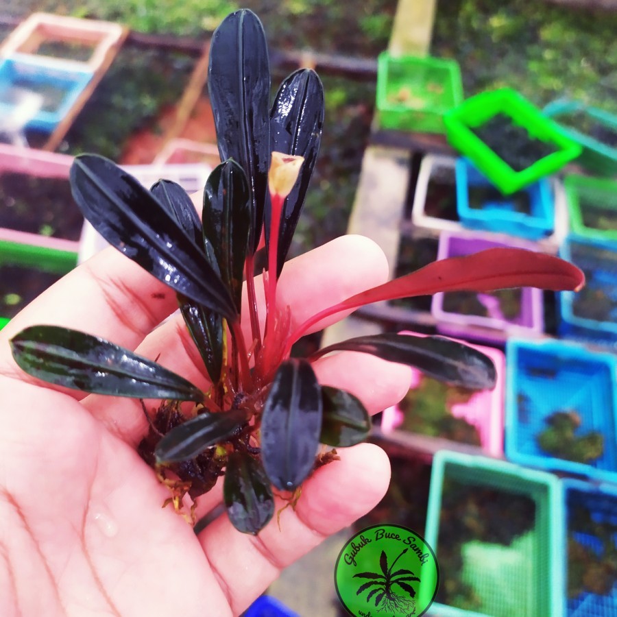 Bucephalandra Live Aquatic Plants - Assorted Species, Potted