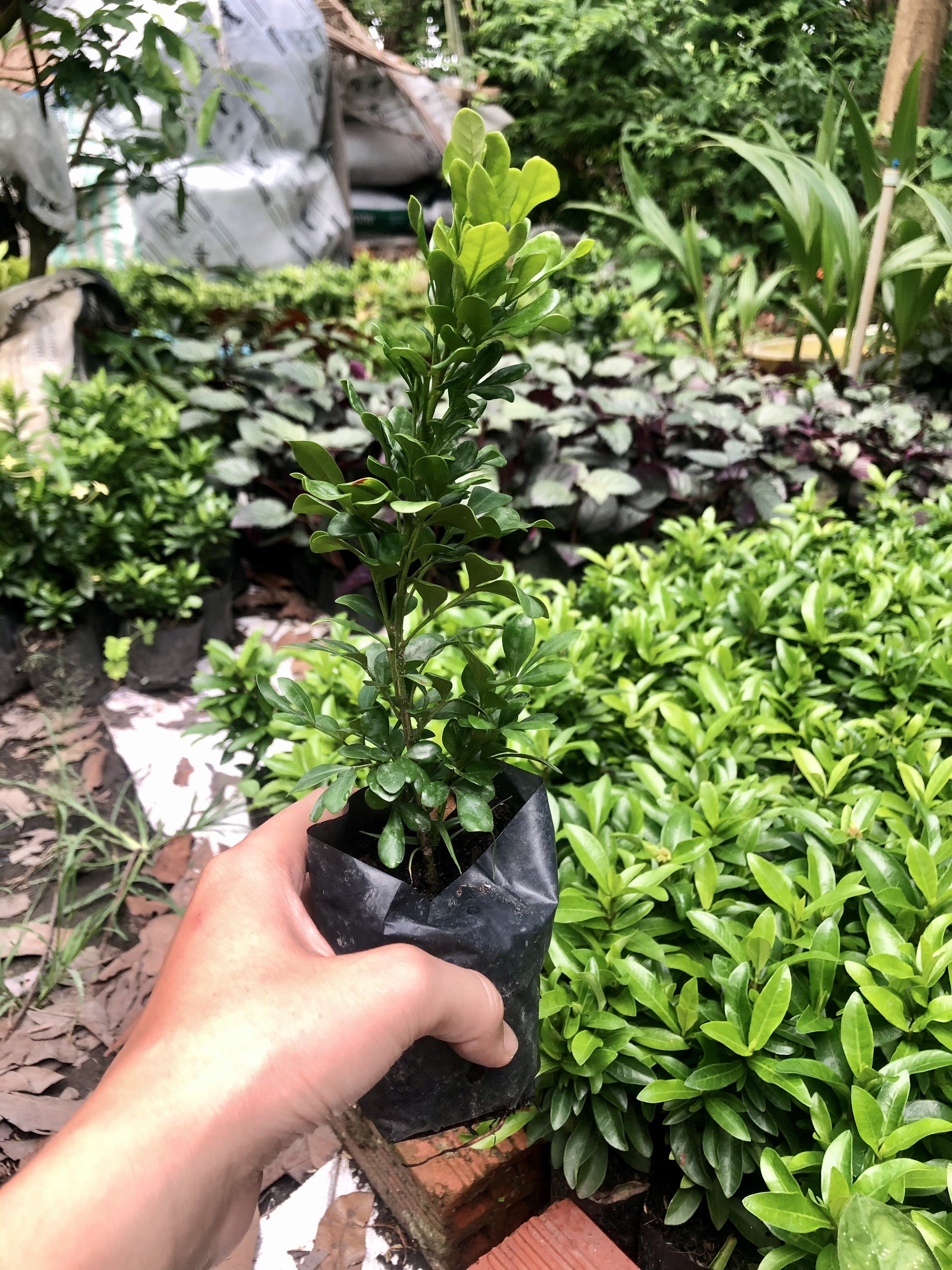 Combo 5 Bầu Cây Ngâu Giống - cây ngâu hoa vàng Boiboi.organic, cây trong bầu đất, rễ mạnh